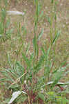 Longleaf buckwheat